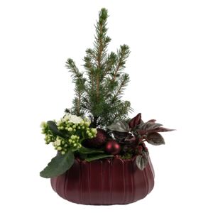 Real Christmas Tree in Large Ceramic Pot - 30cm