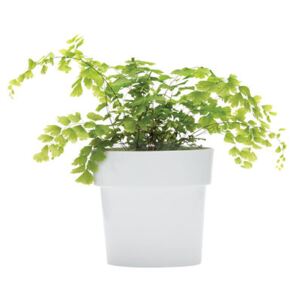 Slim Flowerpot - Oval - Integrated under-plate by Pa Design Grey
