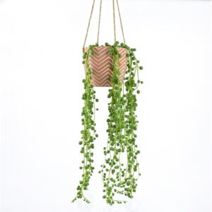 String Of Pearls Plant In Red Cement Pot