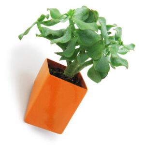 Off the wall Wall flowerpot - Small / Wall fixation - D 8 cm by Thelermont Hupton Orange