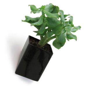 Off the wall Wall flowerpot - Small / Wall fixation - D 8 cm by Thelermont Hupton Black