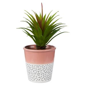 Small Plant in Dalmatian & Blush Pot
