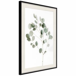 Poster Silver Eucalyptus [Poster]