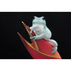 Art Photography Whites Tree Frog, Linda D Lester