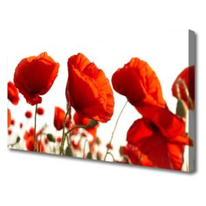 Canvas print Poppies Floral Red