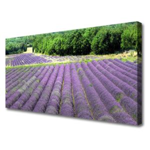 Canvas print Meadow Flowers Nature Purple Green