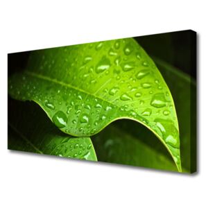 Canvas print Dew Drops Leaf Floral Green