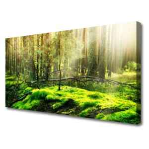 Canvas print Moss Forest Nature Green