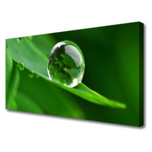 Canvas print Leaf Water Droplets Floral Green