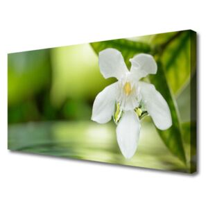 Canvas print Flower Leaves Floral White Green