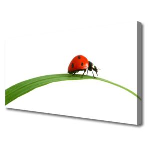 Canvas print Ladybug Floral Black Red Green