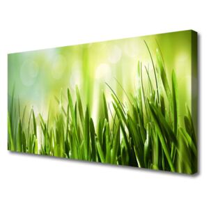 Canvas print Grass Nature Green