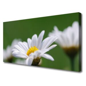 Canvas print Daisy Floral White Yellow Green