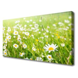 Canvas print Meadow Daisies Nature White Yellow Green