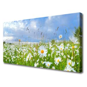 Canvas print Meadow Daisies Nature White Yellow Green Blue