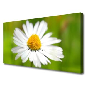 Canvas Wall art Daisy Floral Yellow White