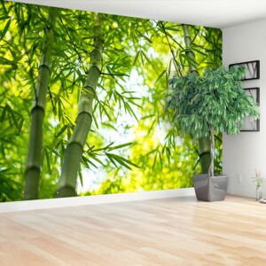Wallpaper Bamboo Branch
