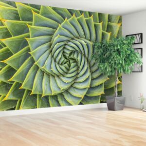 Wallpaper Aloe Symmetry