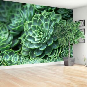 Wallpaper Green Cactus