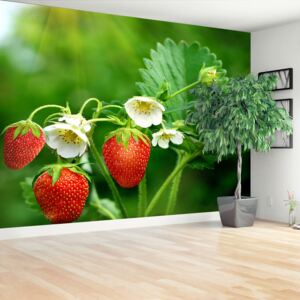 Wallpaper Green Strawberry