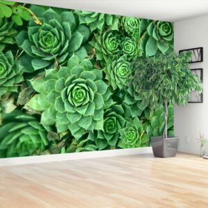 Wallpaper Sedum Green