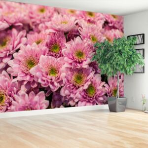 Wallpaper Pink Chrysanthemums