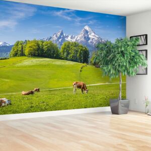 Wallpaper Alps Cow