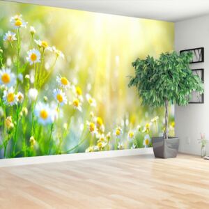 Wallpaper Chamomile Flowers