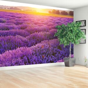 Wallpaper Lavender Field