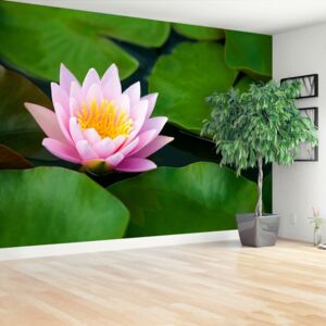 Wallpaper Lotus Flower