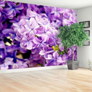 Wallpaper Violet Flowers