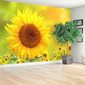 Wallpaper Yellow Sunflowers
