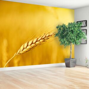 Wallpaper Ear Of Wheat