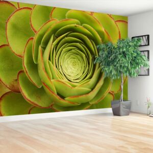Wallpaper Green Flower