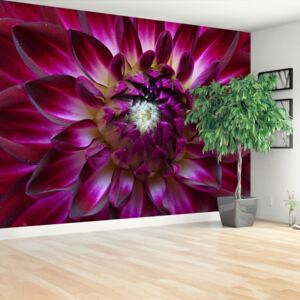 Wallpaper Aster Purple