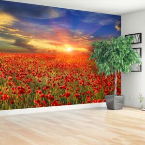 Wallpaper Field Of Poppies