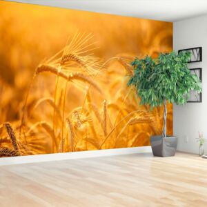 Wallpaper Wheat Field