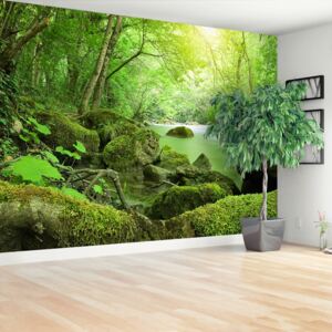 Wallpaper Forest River