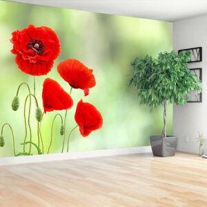 Wallpaper Red Poppies