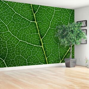 Wallpaper Green Leaf