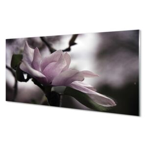 Acrylic print magnolia