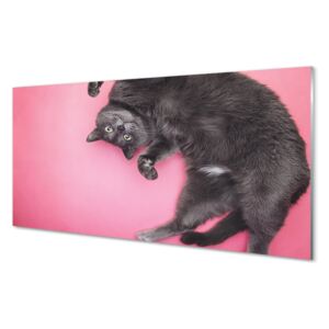 Acrylic print cat lying