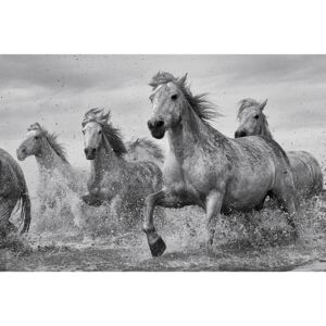 Poster Horses - Camargue Horses, (91.5 x 61 cm)