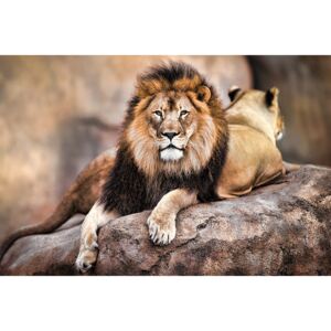 Poster Lion - King of the Pride, (91.5 x 61 cm)