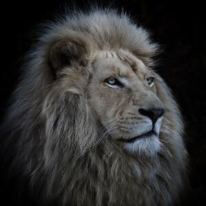 Proud Lion, (128 x 128 cm)