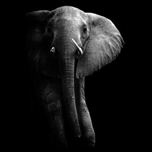 Elephant!, (33.7 x 40 cm)