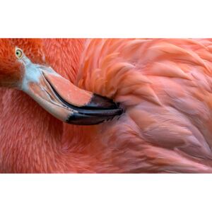 Flamingo Close Up, (128 x 85 cm)