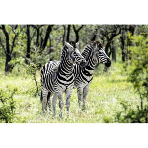 Two Burchell's Zebra, (128 x 85 cm)