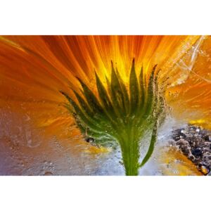 Frozen Marigold, (128 x 85 cm)