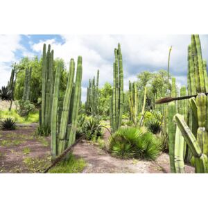 Cardon Cactus, (128 x 85 cm)
